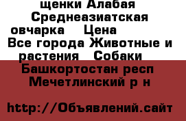 щенки Алабая (Среднеазиатская овчарка) › Цена ­ 15 000 - Все города Животные и растения » Собаки   . Башкортостан респ.,Мечетлинский р-н